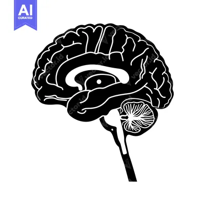 Black and White Illustration of a Human Brain with Detailed Internal S