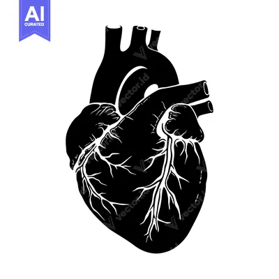 Aset premium populer: Black and White Illustration of a Human Heart