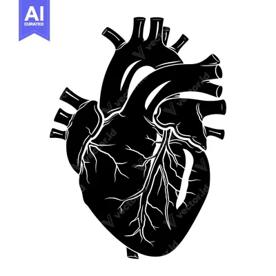 A Black and White Illustration of a Human Heart