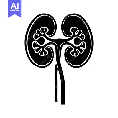 Premium design asset: Black and White Silhouette of Human Kidneys