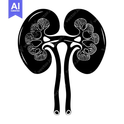 Aset premium populer: Black and White Illustration of Human Kidneys
