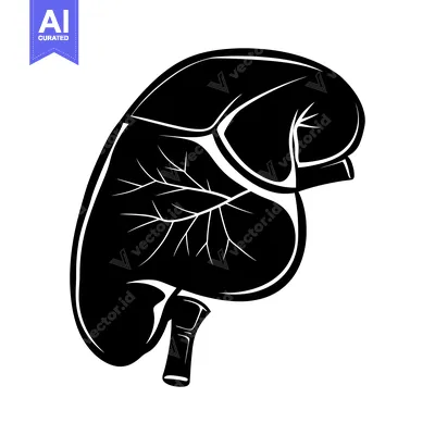 Aset desain premium: Black and White Silhouette of a Human Spleen