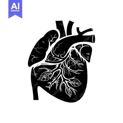 Aset premium populer: A Black and White Illustration of a Heart with Veins and Arteries