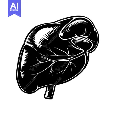 Aset premium populer: Black and White Illustration of a Human Liver