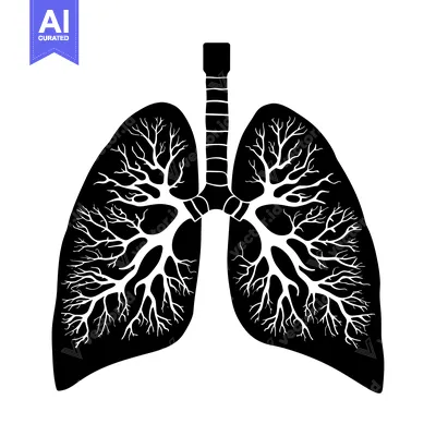 Popular premium asset: Black and White Illustration of Human Lungs with Branching Airway Syst