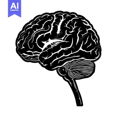 Aset desain premium: A Detailed Black and White Illustration of a Human Brain