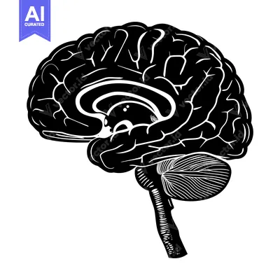 Detailed Black and White Illustration of a Human Brain