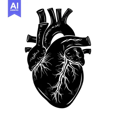 Aset desain premium: A Detailed Black and White Illustration of a Human Heart