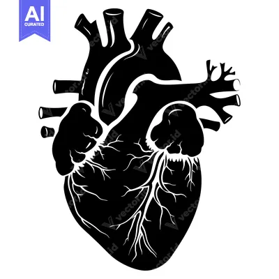 Popular premium asset: Anatomical Illustration of a Human Heart in Silhouette