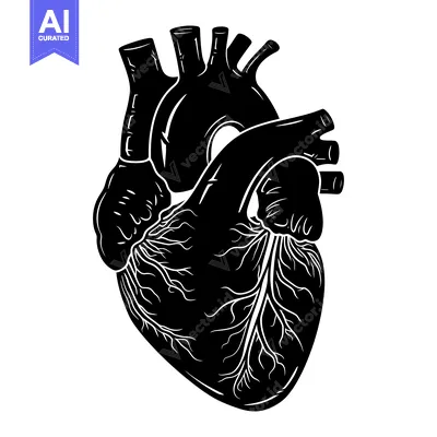 Aset premium populer: A Detailed Anatomical Illustration of a Human Heart in Silhouette