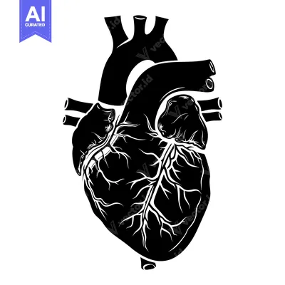 Aset desain premium: Black and White Detailed Anatomical Illustration of a Human Heart