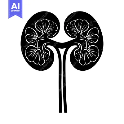 Premium design asset: Black and white illustration of a human kidney