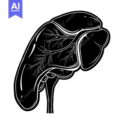 Aset desain premium: Black and White Illustration of the Human Spleen