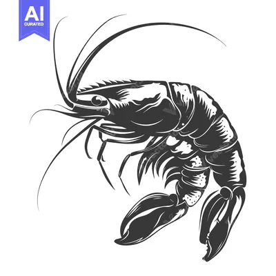 Popular premium asset: Black and white illustration of a shrimp with curled tail
