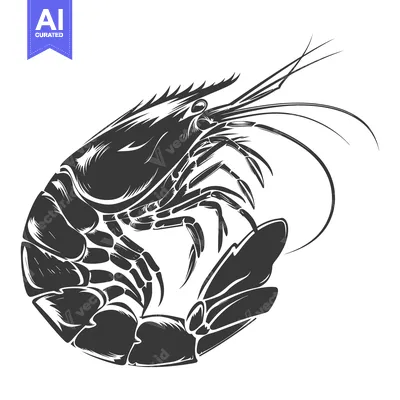 Premium design asset: Black and White Illustration of a Shrimp in a Curled Position