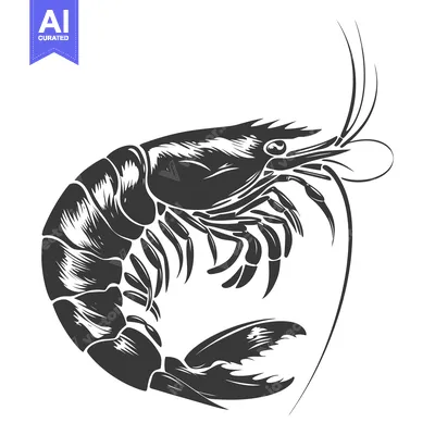 Premium design asset: Black and White Illustration of a Shrimp