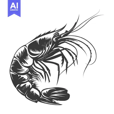 Premium design asset: Black and White Illustration of a Shrimp with its Tail Curled