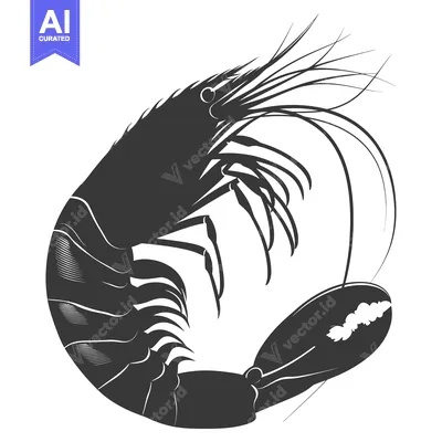 Aset premium populer: A Black and White Illustration of a Shrimp Curled Up