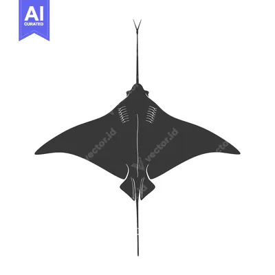Popular premium asset: Silhouette of a Manta Ray with a Long Tail, Viewed from Below