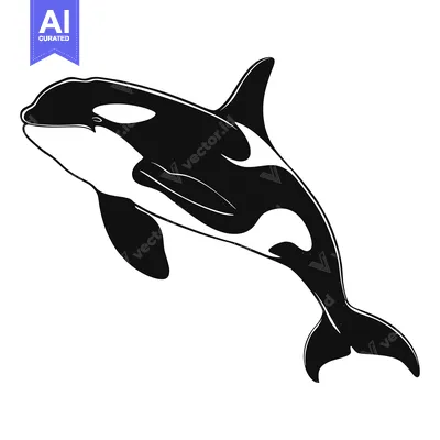 Aset premium populer: A Black and White Illustration of an Orca Whale Jumping