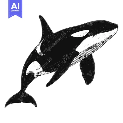 Popular premium asset: Black and White Illustration of a Killer Whale with White Patch