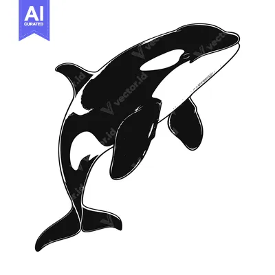 Aset premium populer: Black and White Illustration of an Orca Jumping Out of the Water