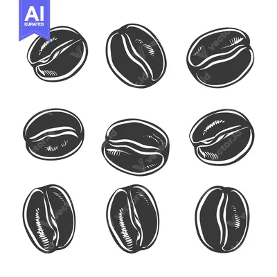 Premium design asset: Nine Detailed Illustrations of Roasted Coffee Beans