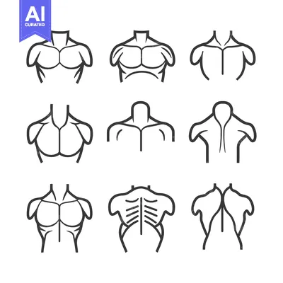Nine Line Drawings of Human Torso Muscles