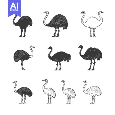 Popular premium asset: Nine Ostrich Illustrations in Black and White Line Art Styles
