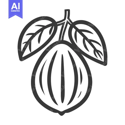 Popular premium asset: A black and white illustration of a cacao fruit with leaves