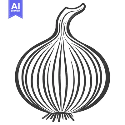 Premium design asset: A black and white line drawing of a bulbous onion