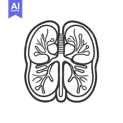Premium design asset: Simplified anatomical diagram of the human respiratory system lungs