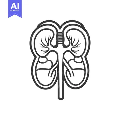 A detailed black and white medical illustration of kidneys