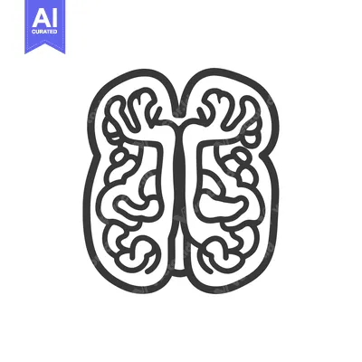 A graphic depiction of the human brain in outline form