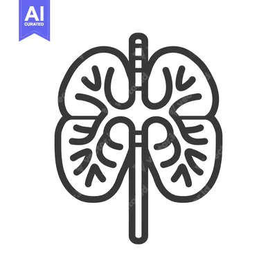 A simplified black and white diagram of human lungs