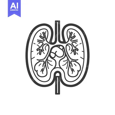 Popular premium asset: A simplified anatomical illustration depicts human lungs and related a
