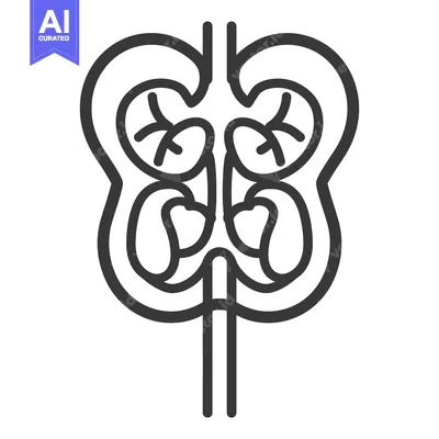 Premium design asset: A graphic illustration showing the human kidneys and related organs