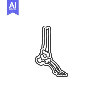 Anatomical Foot Skeleton Line Art Illustration on White Background