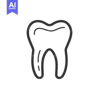 Outline drawing of a single human tooth