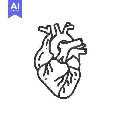 Aset premium populer: Anatomical Heart Line Art: Detailed Medical Illustration on White Back