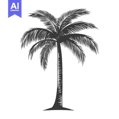 Premium design asset: A detailed illustration depicting a tall solitary tropical palm tree