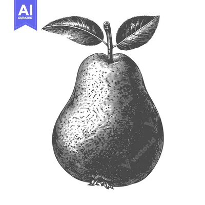 Aset desain premium: Detailed monochrome illustration depicts a single pear with leaves on