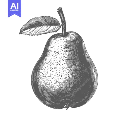 Aset premium populer: A detailed grayscale illustration of a single ripe pear fruit
