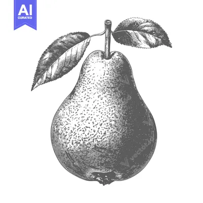 Popular premium asset: A detailed vintage drawing of a fresh pear with leaves