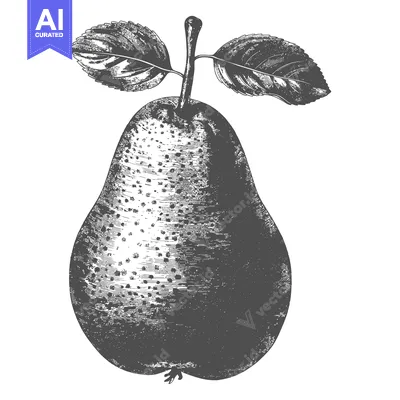 Popular premium asset: Detailed monochromatic illustration of a ripe pear with leaves