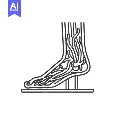 Foot Anatomy: Detailed Line Art Illustration of Veins and Structure