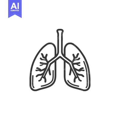 Minimalist Lung Icon: Human Respiratory System Outline on White Backgr