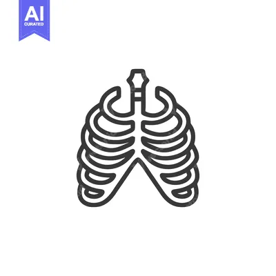 Aset premium populer: Anatomical Rib Cage Outline: Human Skeleton Vector Illustration on Whi