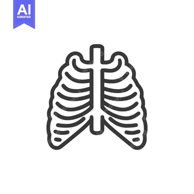 Rib Cage Outline Icon: Anatomical Structure, Medical Symbol, Linear De