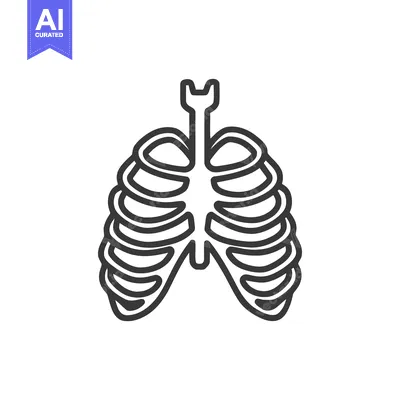 Rib Cage Outline: Anatomical Vector Illustration on White Background